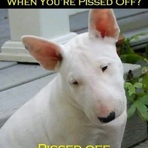 Meet your Posher, Isaac